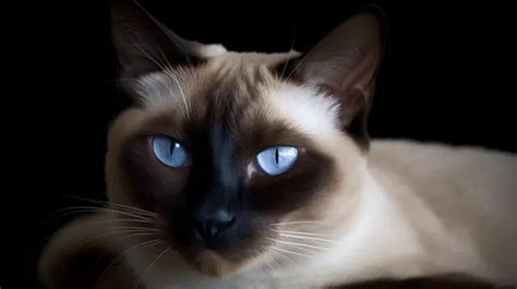 Siamese Cat With Blue Eyes Background, Birman Cat Picture Background ...