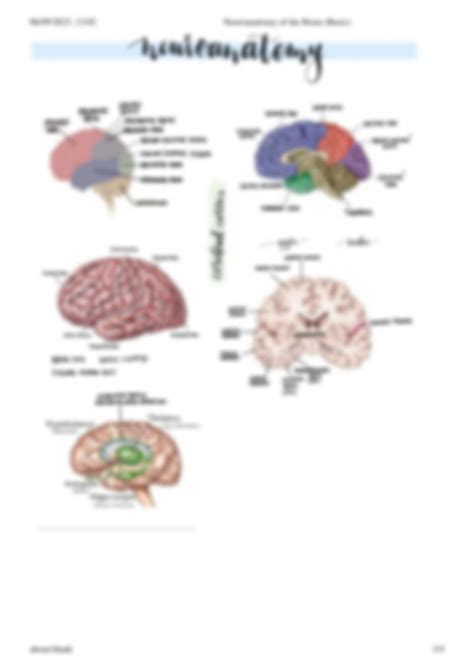 Solution Neuroanatomy Of The Brain Basic Guide Studypool