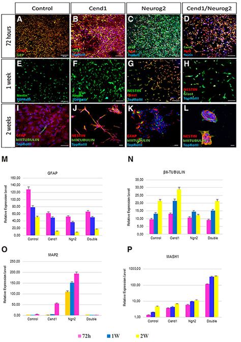 Cend1 And Neurog2 Efficiently Reprogram Human Cortical Astrocytes To