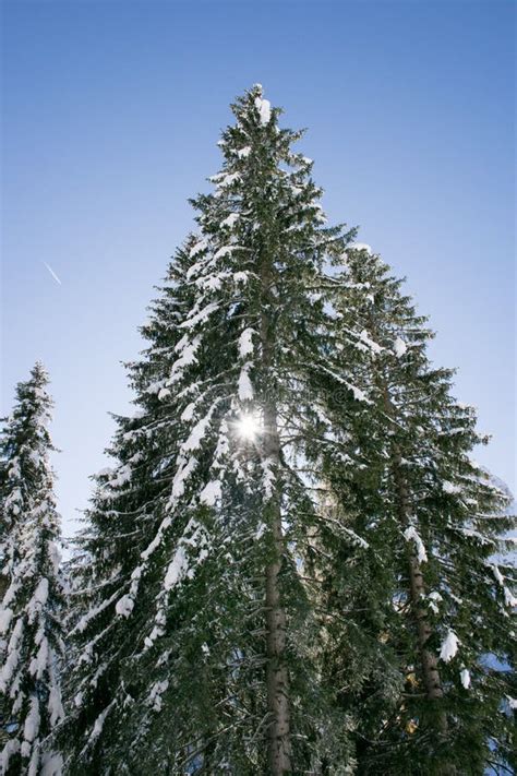 Snowy Spruce on a Winter Morning Stock Photo - Image of trees, firs ...