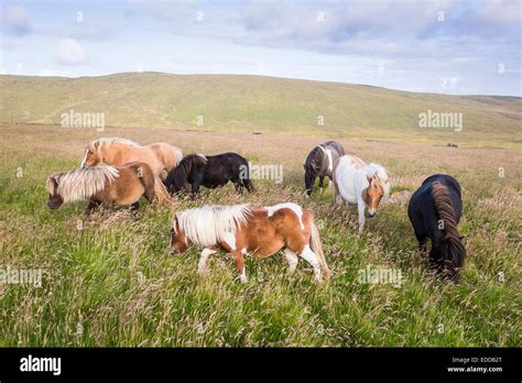 Shetland Pony Herd Mares Grazing Unst Shetlands Stock Photo Alamy