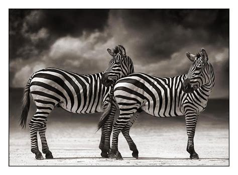 unique animals blogs wild animals wild animals pictures