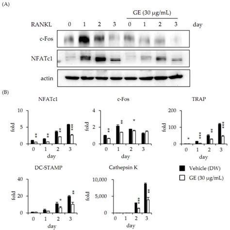 Ge Inhibits Rankl‐induced Expression Of Nfatc1 A Bmms Were