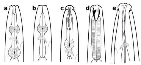 Nematoda The Tree Of Life