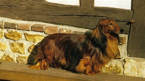 What Is An Ee Red Long Haired Dachshund Sweet Dachshunds