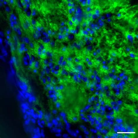 Plp Antibody Anti Human Mouse Rat Reafinity Miltenyi Biotec Usa