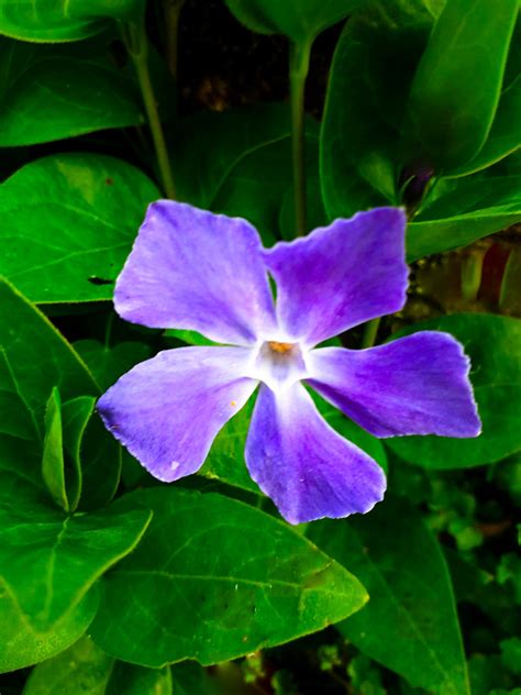 Pervenche Du Jardin Marie Du Val Couesnon Flickr