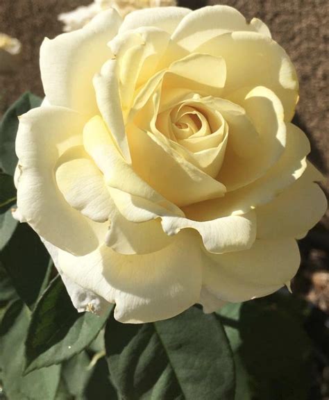 Hybrid Tea Roses Sunnyside Nursery