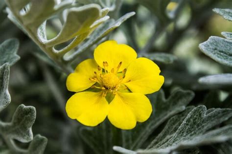 Premium Photo Close Up Of Bee On Yellow Flower