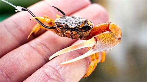 Fishing Live Fiddler Crabs For Bridge Piling Sheepshead Youtube