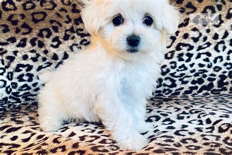 Tucker Malti Poo Maltipoo Puppy For Sale Near Dallas Fort Worth