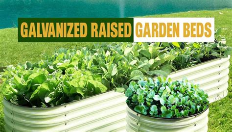 Galvanized Raised Garden Beds: A Durable and Low-Maintenance Option