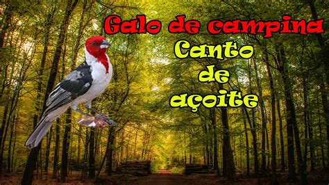 Galo De Campina Canto De Açoite 2 Horas Youtube