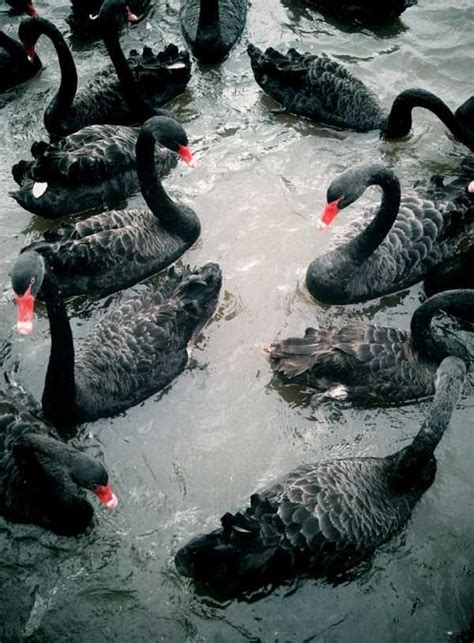 Extraordinary Beautiful Black Swan | KLYKER.COM