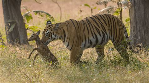 How Sharp Are Tiger Claws Read This