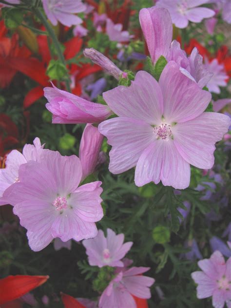 Musk Mallow Seeds Perennial