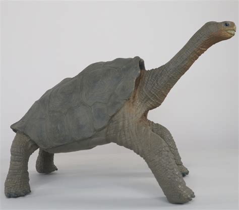 Rebor Lonesome George Giant Tortoise Replica