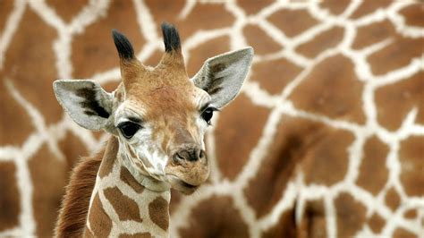 There are four species of giraffe, not just one, according to new ...