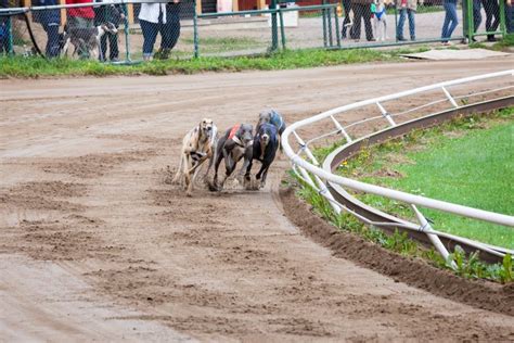 Greyhound Racing Dogs Being Led Down The Track At Southland Racing And ...