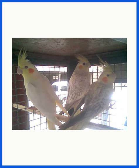 Cockatiel Birds For Sale Poddarkennel Call