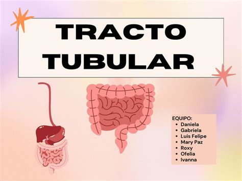 Tracto Tubular Histolog A Roxy Sosa Udocz