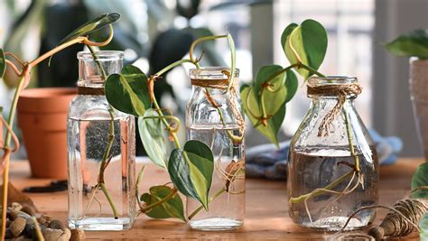 How To Propagate Plants In Water: Easy 5-Step Guide!