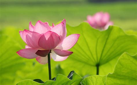 Lotus Flower Wallpapers, Pictures, Images