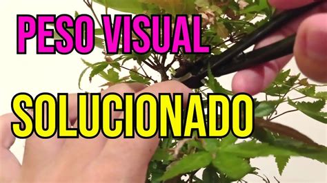 Creando Conicidad En Bonsai Arce Palmatum Deshojo Youtube