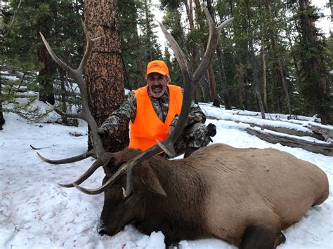 Colorado Rifle Elk Hunting Semi Guided Non Guided Fully Guided