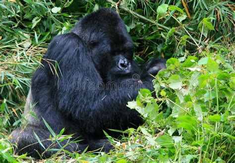 Closeup Portrait Of The Endangered Adult Silverback Mountain Gorilla