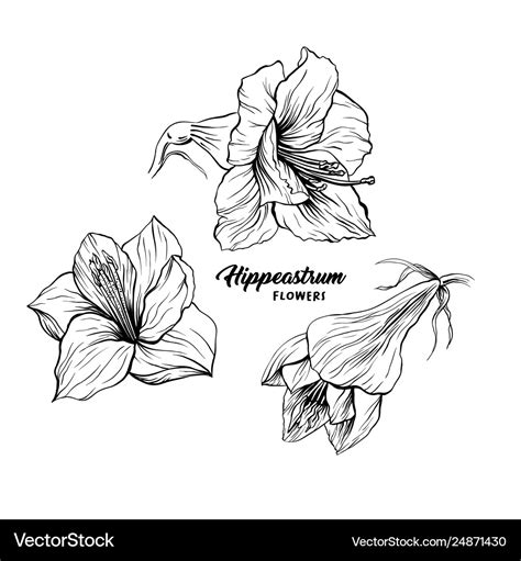 Amaryllis flower hand drawn Royalty Free Vector Image