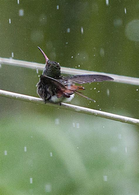 Singing In The Rain Photograph by Danny Pickens