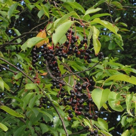 Czeremcha P Na Czeremcha Ameryka Ska Prunus Serotina Opis