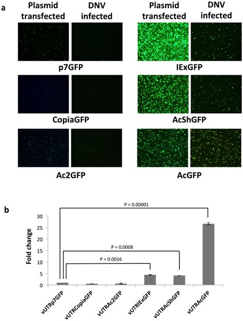 A Egfp Expression Visualized By Microscopy In Plasmid Transfected And