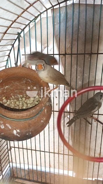 Zebra Finches For Sale In Wattala Ikman