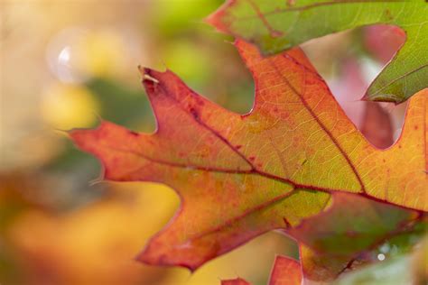 Autumn Maple Leaves Karen Juliano Flickr