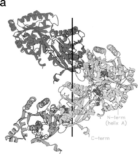 Crystal Structure Of The T7 Helicase Domain Pdb Code 1cr0 Reprinted Download Scientific