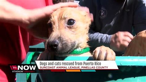 More Than 100 Pets Rescued From Puerto Rico Looking To Be Adopted In