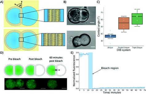 Layer By Layer Assembly Of Multi Layered Droplet Interface Bilayers