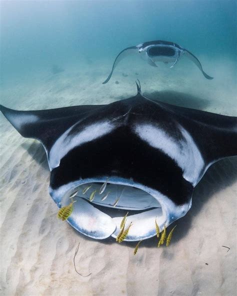 Stunning Ocean on Instagram: “Manta ray feeding train! Manta rays ...