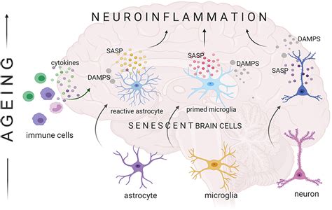 Frontiers Cellular Senescence In Brain Aging