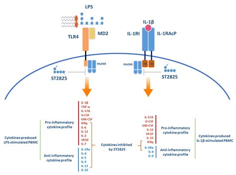 Molecules Free Full Text Downregulation Of Inflammatory Cytokine