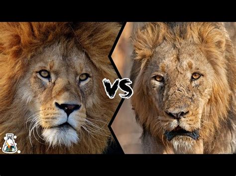 Asiatic Lion Vs African Lion