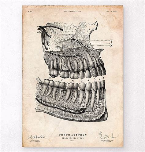 Dental anatomy poster - Dental Anatomy - Codex Anatomicus