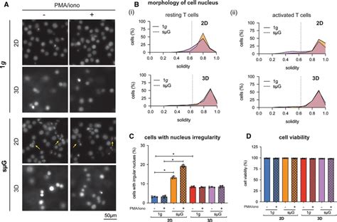 Qualitative Analysis Of Nuclear Morphology And Viability Of T Cells T