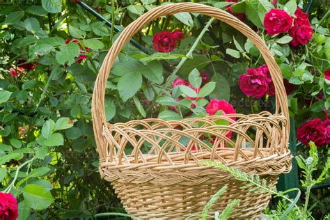 Basket and Red Roses 13455342 Stock Photo at Vecteezy