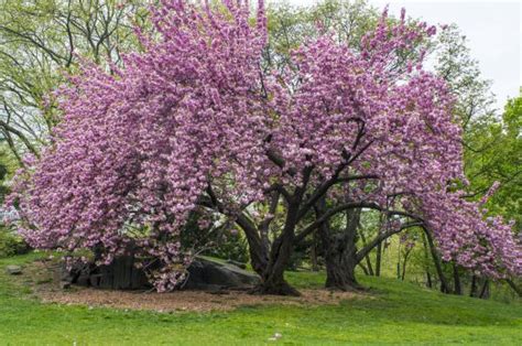 Cerezo Japon S O Prunus Serrulata Cuidados Y Floraci N Gu A Completa