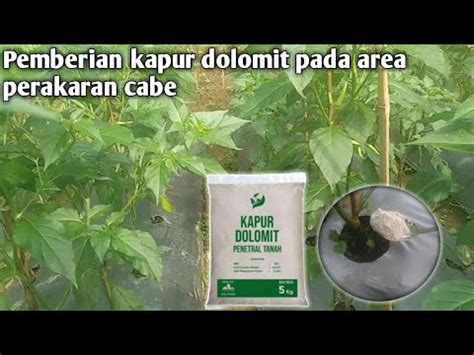 Pemberian Kapur Dolomit Pada Tanaman Cabai Youtube