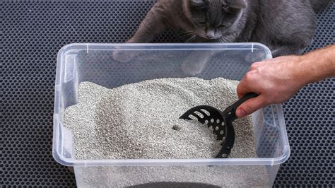 The Kitty Litter Hack That Makes Keeping Moles Out Of Your Yard Easier Than Ever