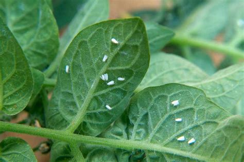 Crop Problems Whitefly